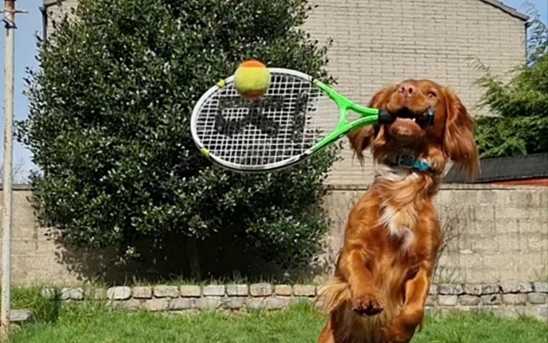 Ngỡ ngàng trước chú chó đáng yêu có năng khiếu chơi tennis và bóng bàn